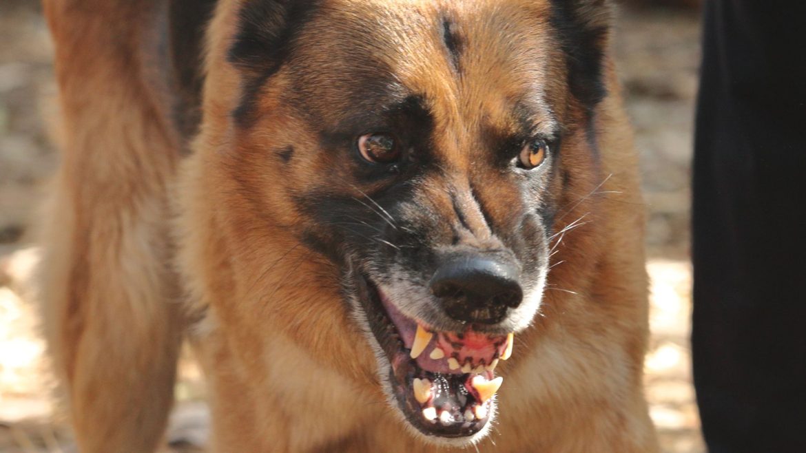 Deaths from dog bites surge more than 200% in a year, report shows