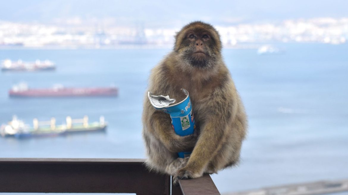 Monkeys eating soil to 'settle upset stomachs from junk food'