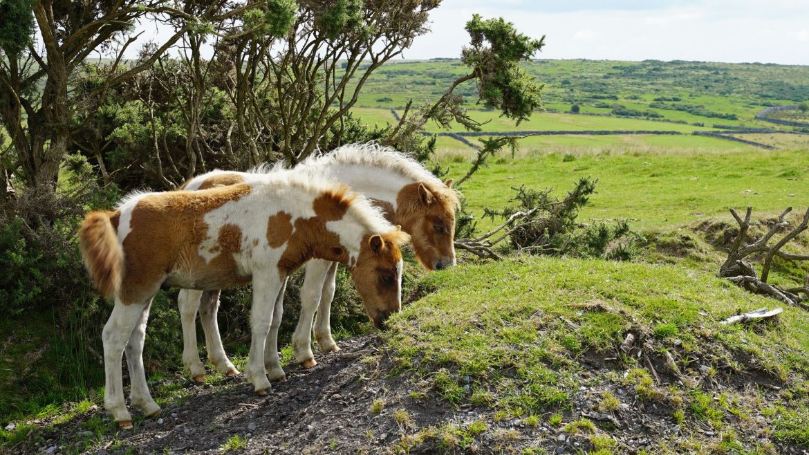 Fears Dartmoor ponies face cull due to biodiversity plans provokes row