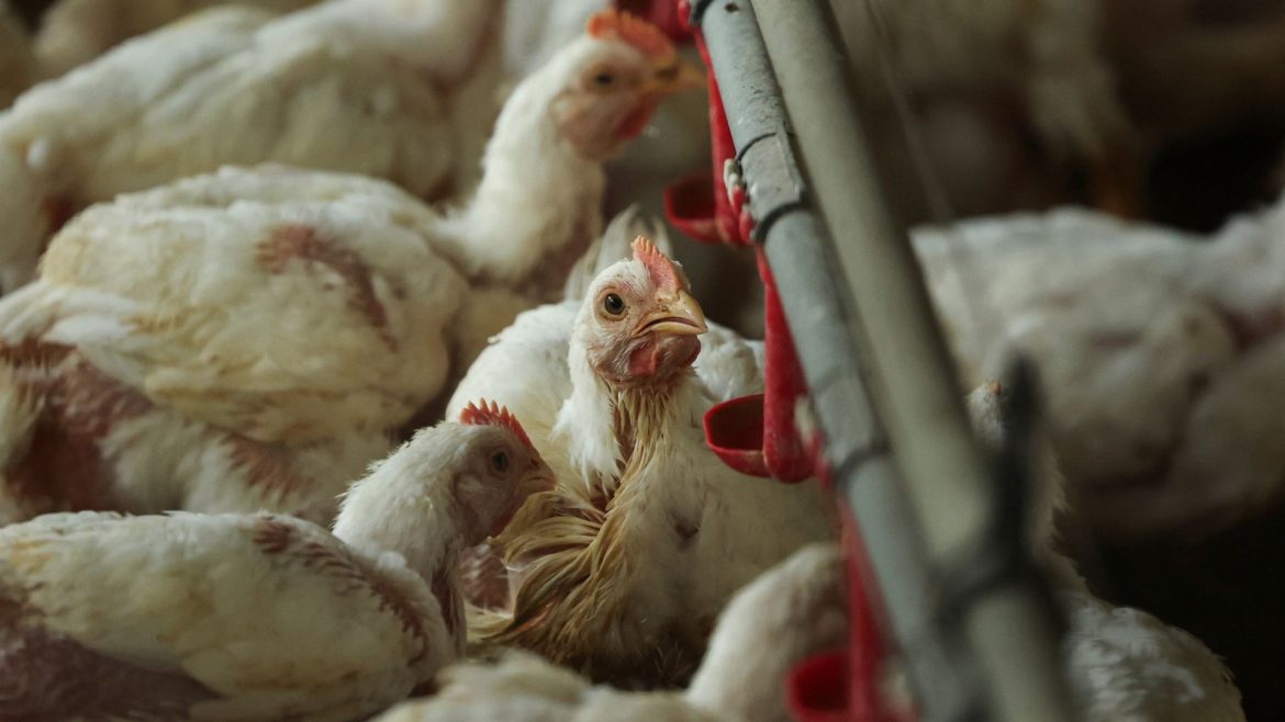Poultry farming leads to 100-fold increase in food-poisoning bacteria, study finds