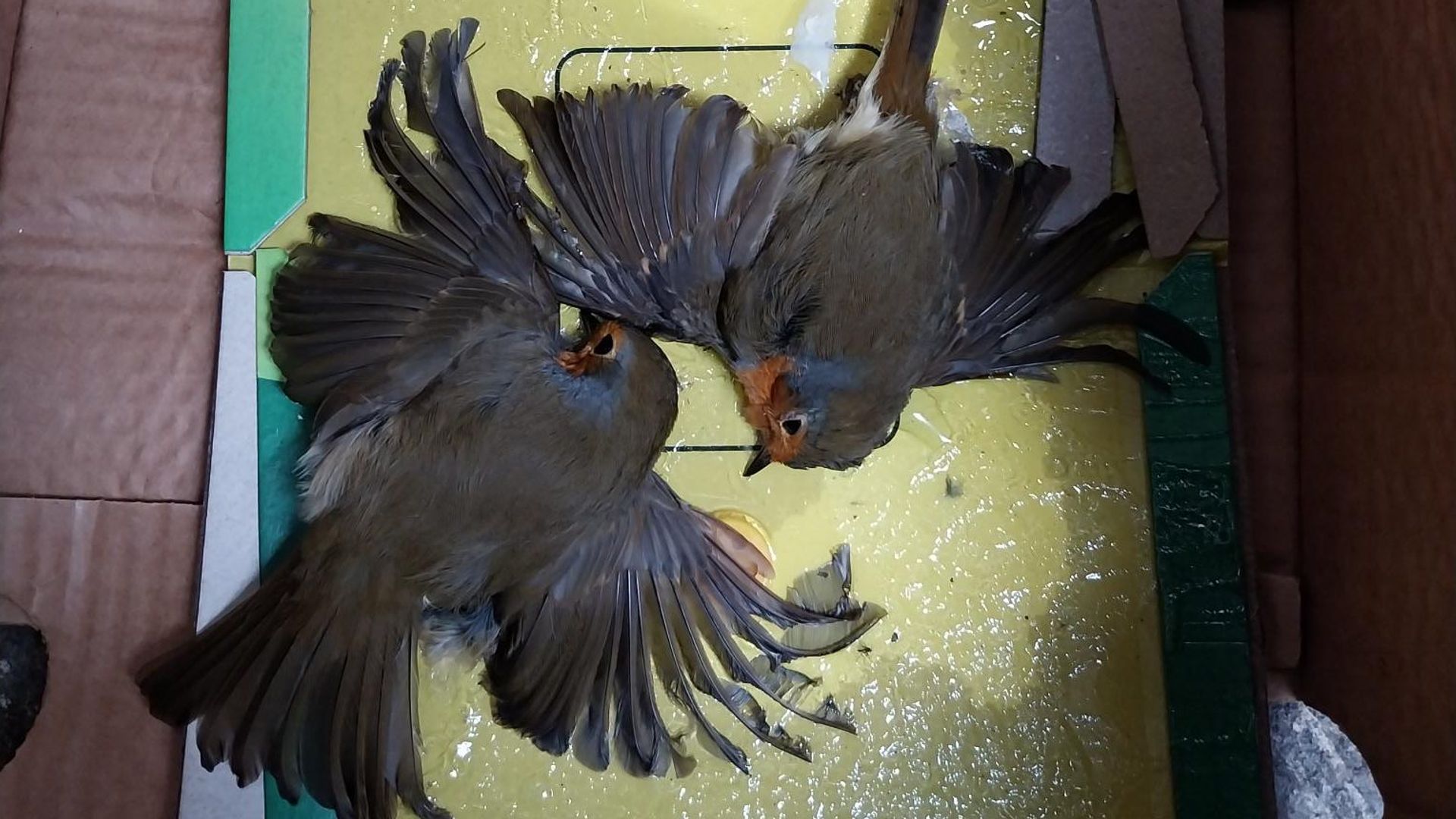 Glue trap ban comes into full force in Scotland