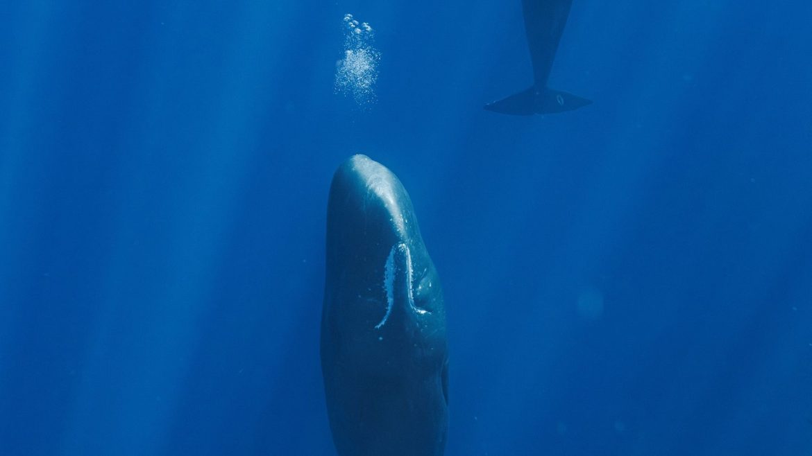 Sperm whales release bubbles to sleep floating vertically, scientists find