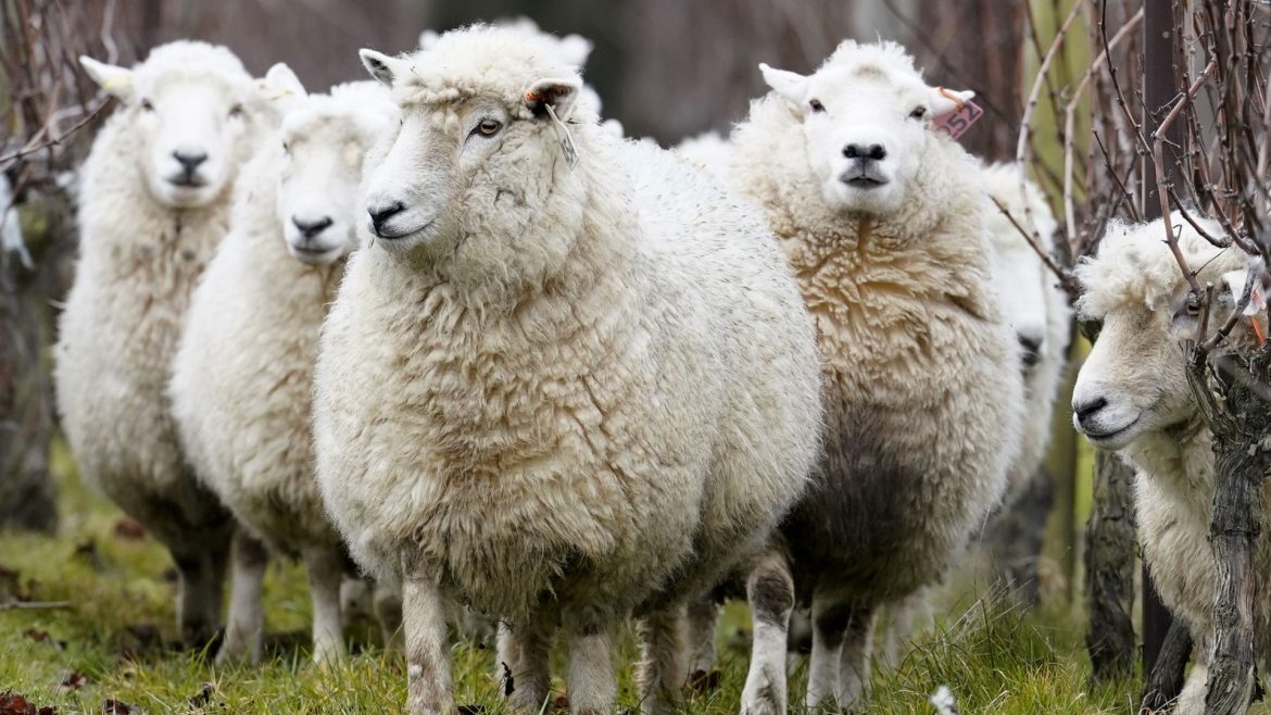 Deadly bluetongue disease detected on second farm in UK